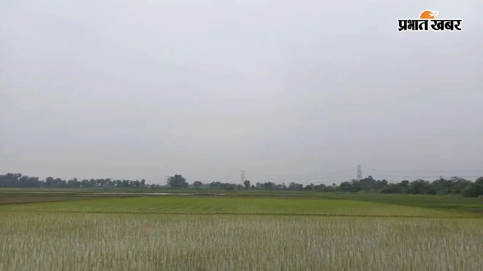 खेत में बोई गई फसल खेत में बोई गई फसल