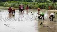 GI टैग मिलने के बाद मर्चा धान और चिउड़ा की देशभर में बढ़ी मांग, खेती के विस्तार की तैयारी