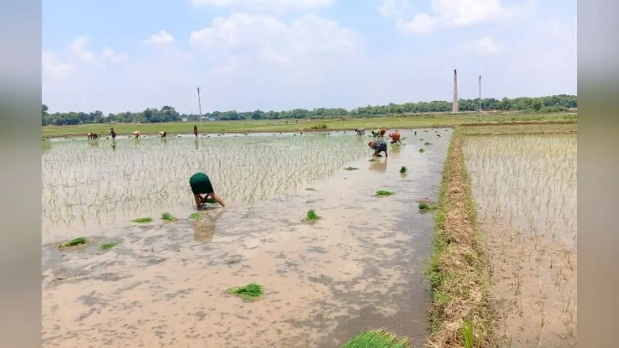 फोटो कैप्शन : खेतों में धान रोपनी करती महिला किसान | Prabhat Khabar Network फोटो कैप्शन : खेतों में धान रोपनी करती महिला किसान | Prabhat Khabar Network