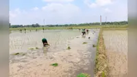 बक्सर: डुमरांव में देर रात हुई बारिश से किसानों के चेहरे खिले, धान रोपनी ने पकड़ी रफ्तार, खेतों में लौटी रौनक