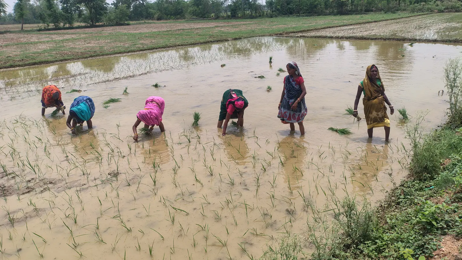 धान रोपाई के दौरान गीत गाती महिलाएं | Prabhat Khabar Network धान रोपाई के दौरान गीत गाती महिलाएं | Prabhat Khabar Network