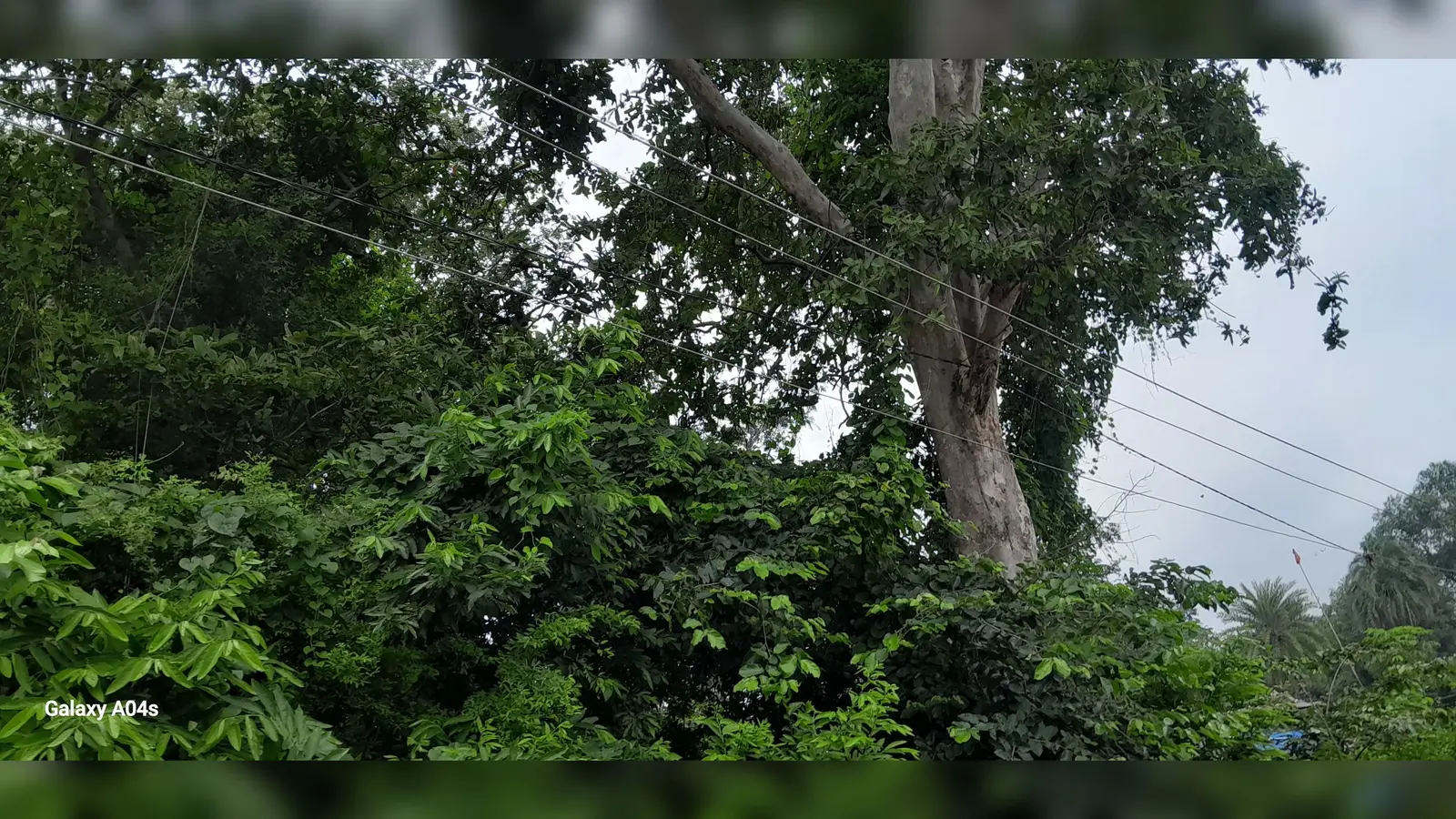 पंजवारा में बिजली पोल बने 'जंगल', हल्की बारिश में ही चरमरा जाती है व्यवस्था | Prabhat Khabar Network पंजवारा में बिजली पोल बने 'जंगल', हल्की बारिश में ही चरमरा जाती है व्यवस्था | Prabhat Khabar Network