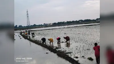 रोहतास: मिट्टी की उत्पादकता बनाए रखने के लिए किसानों को दी गई सलाह, डीएओ बोले- मृदा स्वास्थ्य कार्ड के अनुसार सूक्ष्म पोषक तत्वों का करें प्रयोग