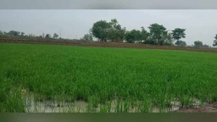फोटो तैयार धान बिचड़ा की तस्वीर | Prabhat Khabar Network फोटो तैयार धान बिचड़ा की तस्वीर | Prabhat Khabar Network