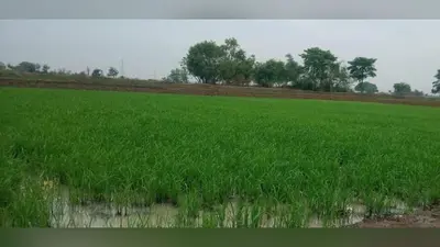 बक्सर में झमाझम बारिश से केसठ के किसानों के खिले चेहरे, धान की रोपनी ने पकड़ी रफ्तार