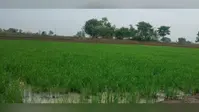 बक्सर में झमाझम बारिश से केसठ के किसानों के खिले चेहरे, धान की रोपनी ने पकड़ी रफ्तार