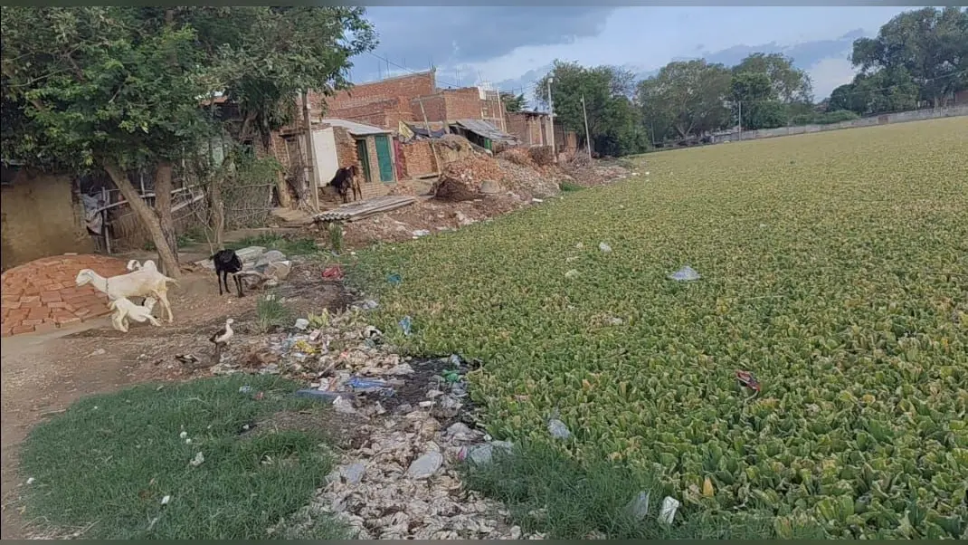 फोटो -सावठ पंचायत के वार्ड एक के इस सरकारी तालाब में फैली गन्दगी से निकटवर्ती लोग परेशान | Prabhat Khabar Network फोटो -सावठ पंचायत के वार्ड एक के इस सरकारी तालाब में फैली गन्दगी से निकटवर्ती लोग परेशान | Prabhat Khabar Network