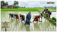 अलीनगर में रिमझिम बारिश से धान रोपनी ने पकड़ी रफ्तार, किसानों के खिले चेहरे