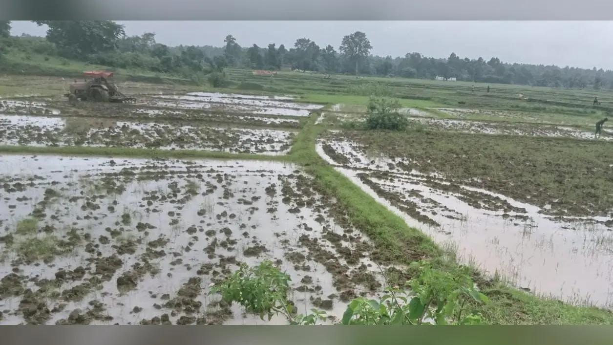 फोटो :-19खलारी01:- खेतों में धान रोपनी के लिए ट्रैक्टर से जुताई करता किसान. फोटो:-18खलारी02:- धान रोपनी के लिए पूरी तरह से तैयार लहलहाता बिचड़ा. | Prabhat Khabar Network फोटो :-19खलारी01:- खेतों में धान रोपनी के लिए ट्रैक्टर से जुताई करता किसान. फोटो:-18खलारी02:- धान रोपनी के लिए पूरी तरह से तैयार लहलहाता बिचड़ा. | Prabhat Khabar Network
