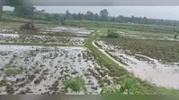 बिचड़ा तैयार होते ही रांची के खलारी में धनरोपनी में जुटे किसान