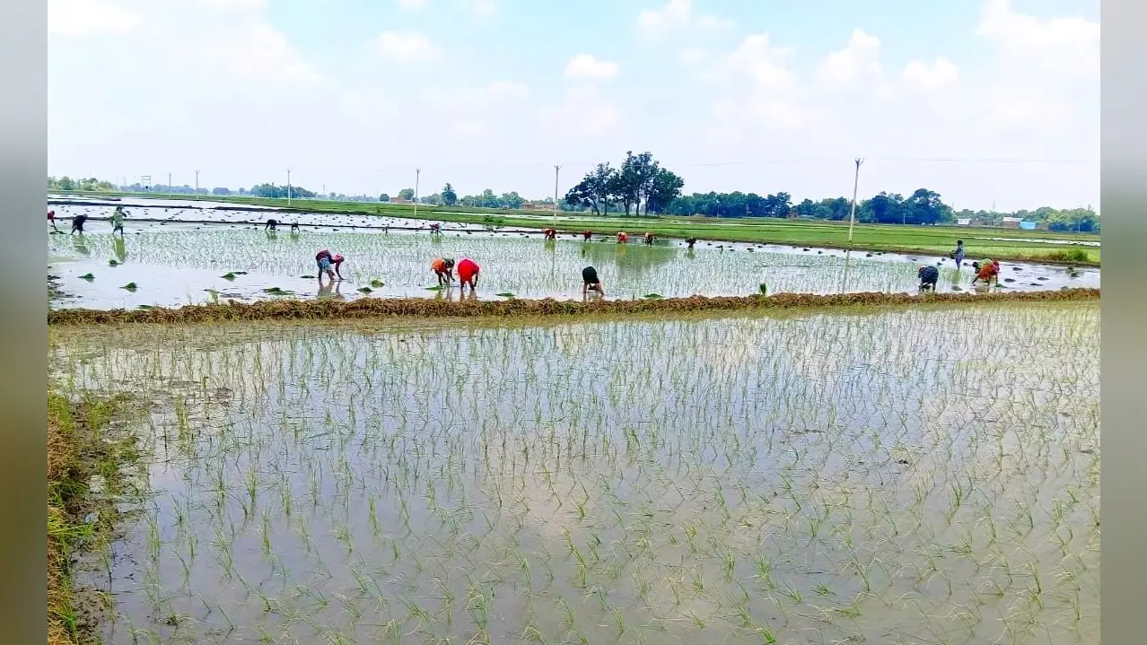 फोटो कैप्शन : बारिश के बाद खेतों में धान रोपनी करतीं महिला किसान | Prabhat Khabar Network फोटो कैप्शन : बारिश के बाद खेतों में धान रोपनी करतीं महिला किसान | Prabhat Khabar Network