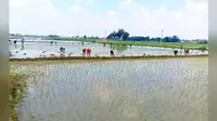 बक्सर के डुमरांव में झमाझम बारिश से बदला मौसम का मिजाज, दो दिनों में 103 एमएम बारिश; धान रोपनी में जुटे किसान