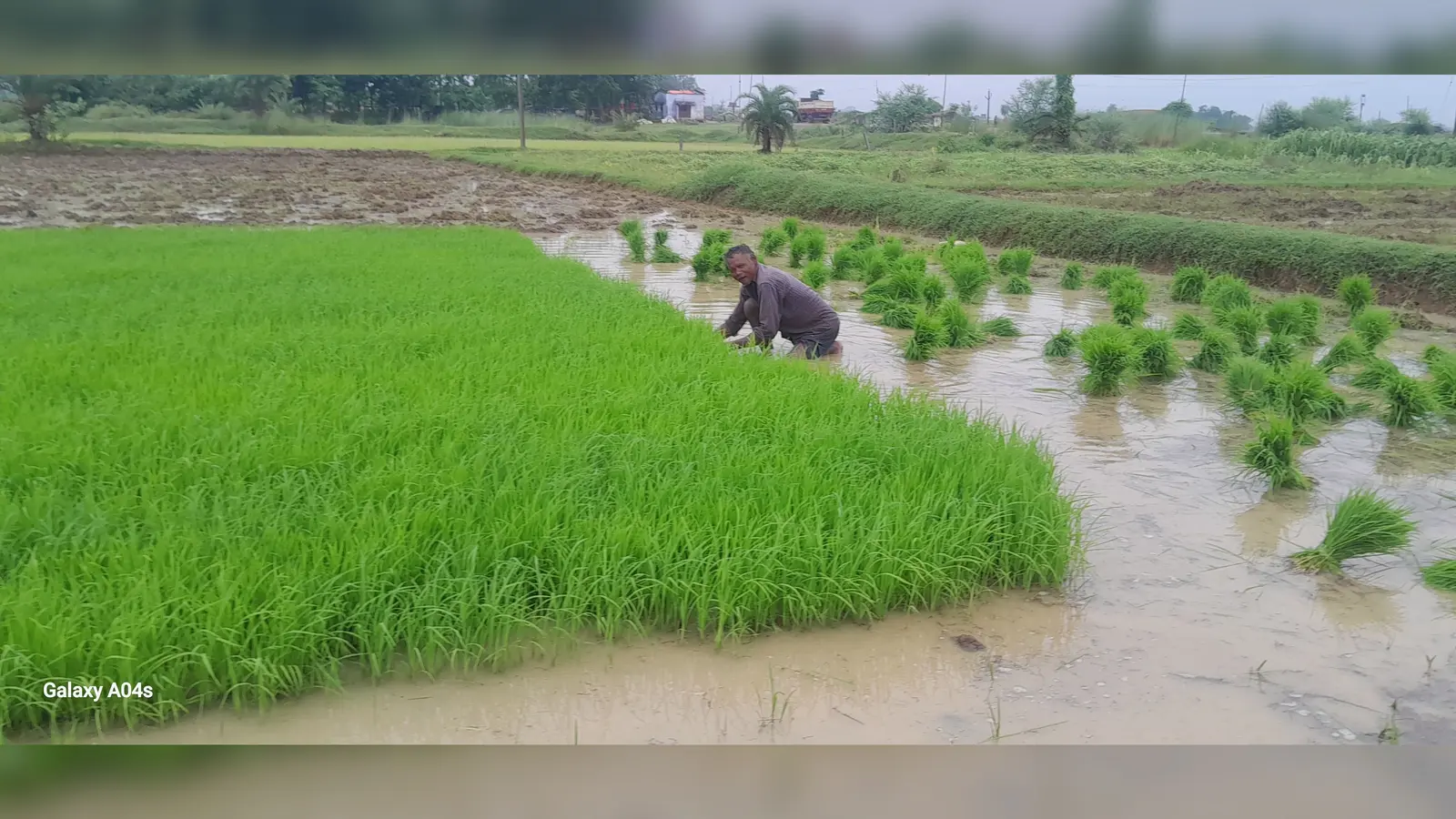 झमाझम बारिश से किसानों के खिले चेहरे, धान की रोपनी ने पकड़ी रफ्तार | Prabhat Khabar Network झमाझम बारिश से किसानों के खिले चेहरे, धान की रोपनी ने पकड़ी रफ्तार | Prabhat Khabar Network