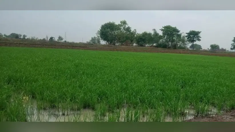 लगातार 7 घंटे से हो रही है बारिश, बारिश होने से किसानों को फायदा लगातार 7 घंटे से हो रही है बारिश, बारिश होने से किसानों को फायदा