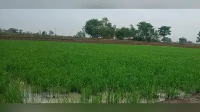 बक्सर: केसठ में मानसून की मेहरबानी, 62.3 एमएम बारिश के बाद तेज हुई धान रोपनी, बेहतर उत्पादन की उम्मीद