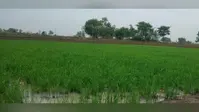 जिले में लगातार हो रही बारिश से किसानों को फायदा