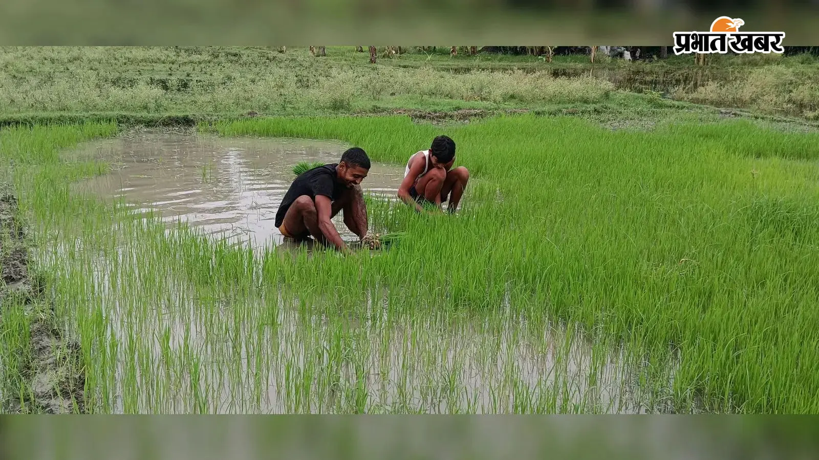 झमाझम बारिश के साथ शुरू हुई धान की रोपनी झमाझम बारिश के साथ शुरू हुई धान की रोपनी