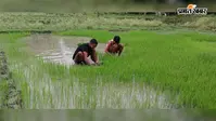 झमाझम बारिश से किसानों के खिले चेहरे, धान की रोपाई ने पकड़ी रफ्तार