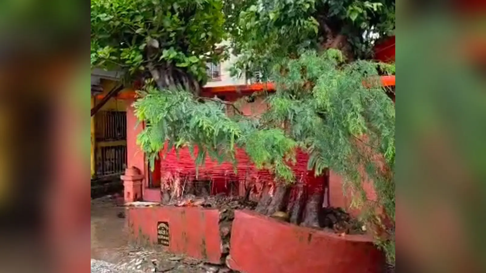 मंदिर पर गिरा पेड़ | Prabhat Khabar Network मंदिर पर गिरा पेड़ | Prabhat Khabar Network