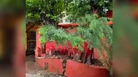मूसलाधार बारिश में मंदिर पर गिरा विशाल पीपल-बट का पेड़, बड़ा हादसा टला