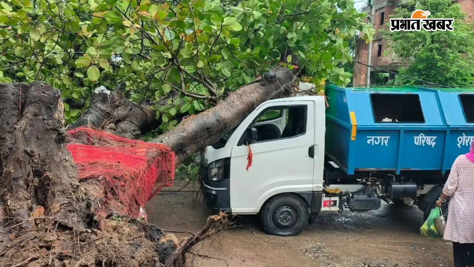 शेरघाटी चेरकी मार्ग पर गिरा बरगद का विशालकाय पेड़ शेरघाटी चेरकी मार्ग पर गिरा बरगद का विशालकाय पेड़