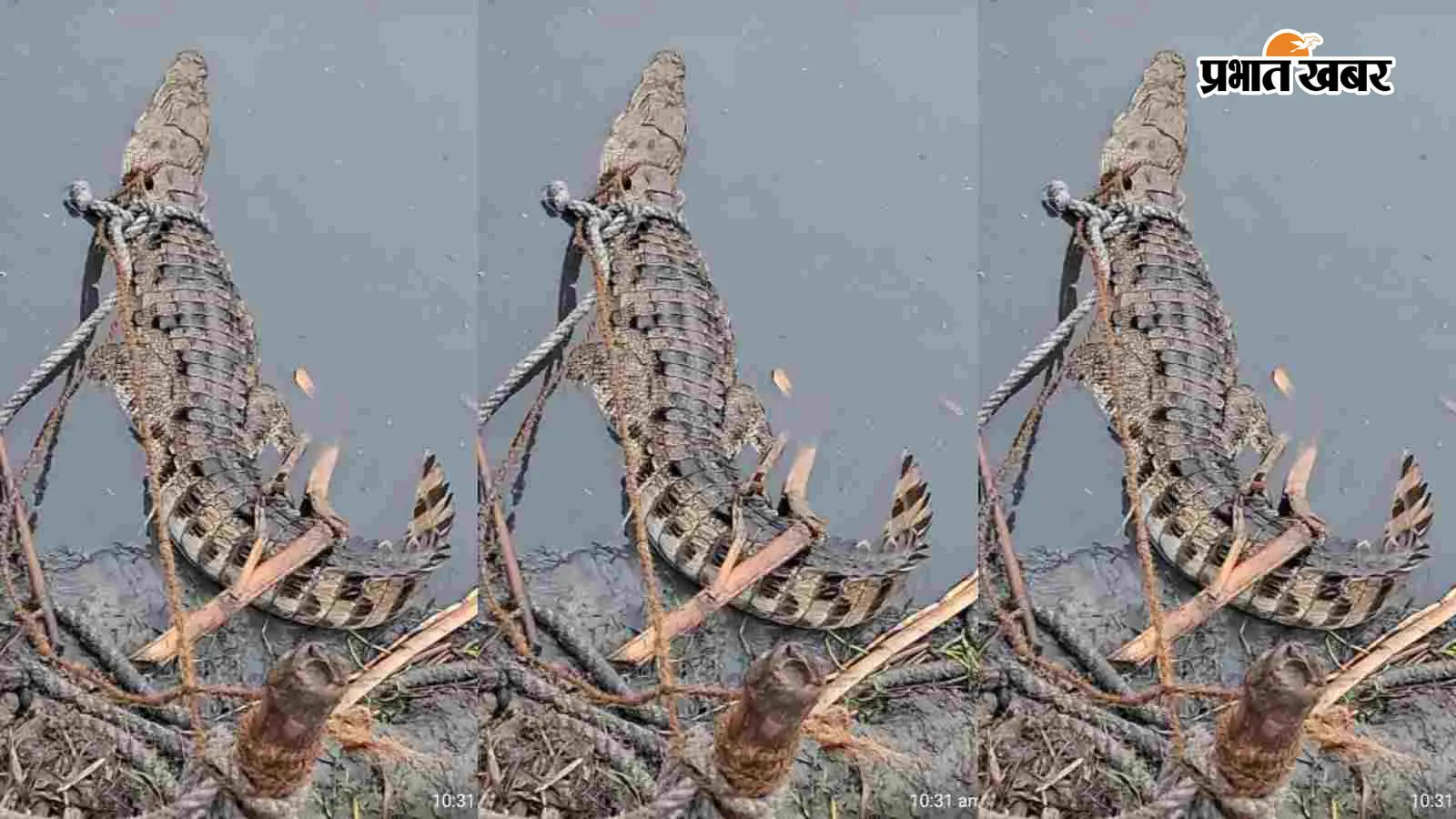 मोतिहारी: मगरमच्छ को ग्रामीणों ने पकड़ा, वन विभाग को सौंपा मोतिहारी: मगरमच्छ को ग्रामीणों ने पकड़ा, वन विभाग को सौंपा
