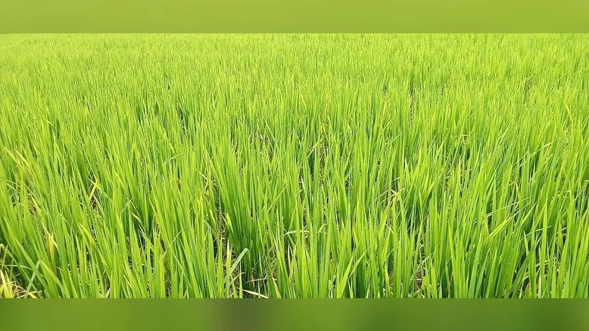 रिमझिम बारिश से कूल कूल हुआ मौसम, वर्षा का अलर्ट रिमझिम बारिश से कूल कूल हुआ मौसम, वर्षा का अलर्ट