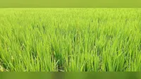 मधुबनी में झमाझम बारिश से लुढ़का पारा, धान की रोपाई की तैयारी में जुटे किसान
