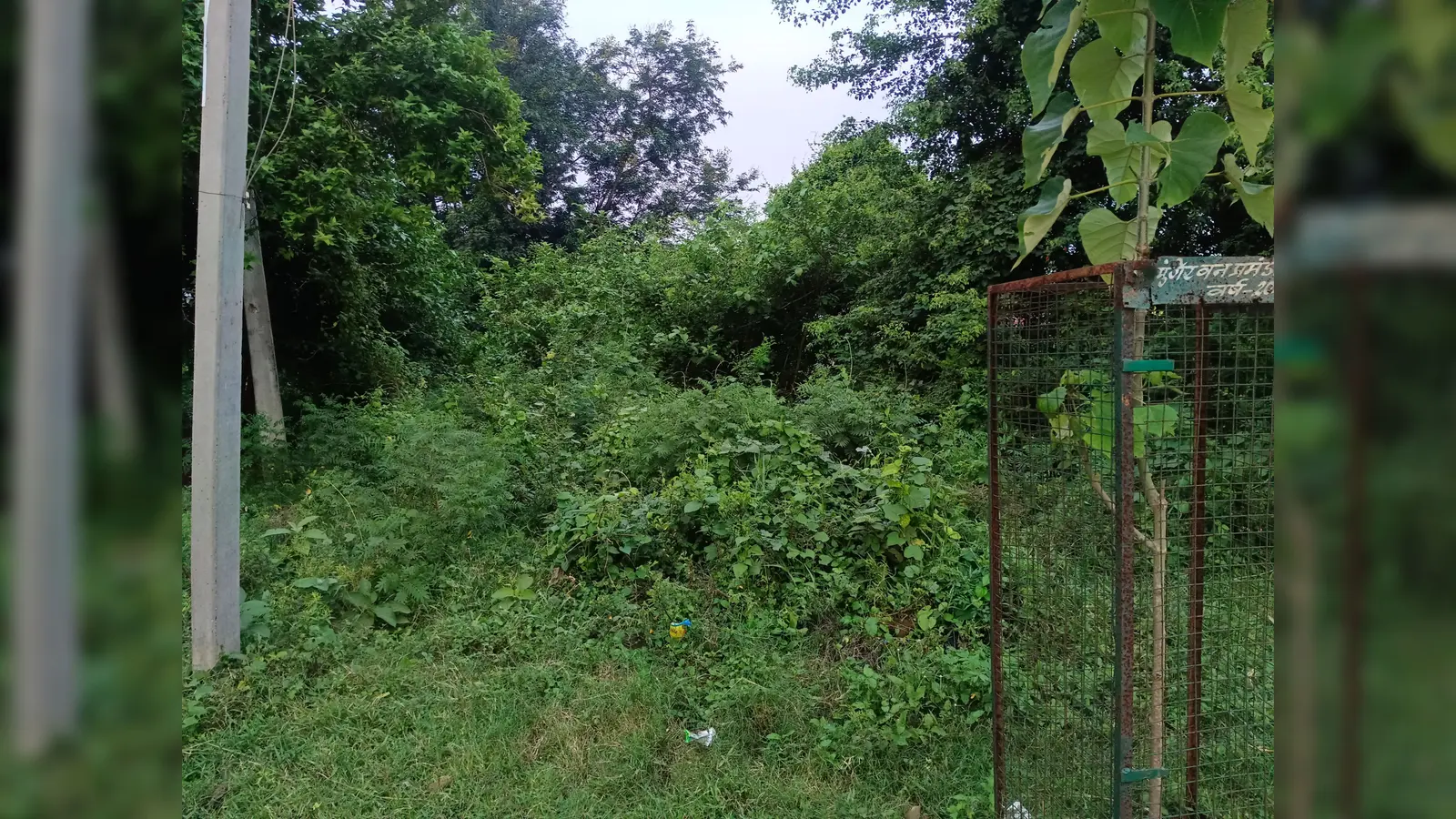 फोटो --1.शोध संस्थान निर्माण के लिए लगा शिलापट्ट 2.शिलान्यास स्थल पर उगे जंगल --झाड़ | Prabhat Khabar Network फोटो --1.शोध संस्थान निर्माण के लिए लगा शिलापट्ट 2.शिलान्यास स्थल पर उगे जंगल --झाड़ | Prabhat Khabar Network