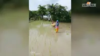 सारण में लगातार बारिश से धान की रोपनी ने पकड़ी रफ्तार, किसानों के चेहरे खिले, मक्का और सब्जी उत्पादकों की बढ़ी चिंता