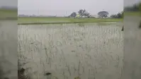 बक्सर में बारिश से किसानों के चेहरे खिले, धान रोपनी ने पकड़ी रफ्तार, IMD ने जारी किया अगले 7 दिनों का अलर्ट