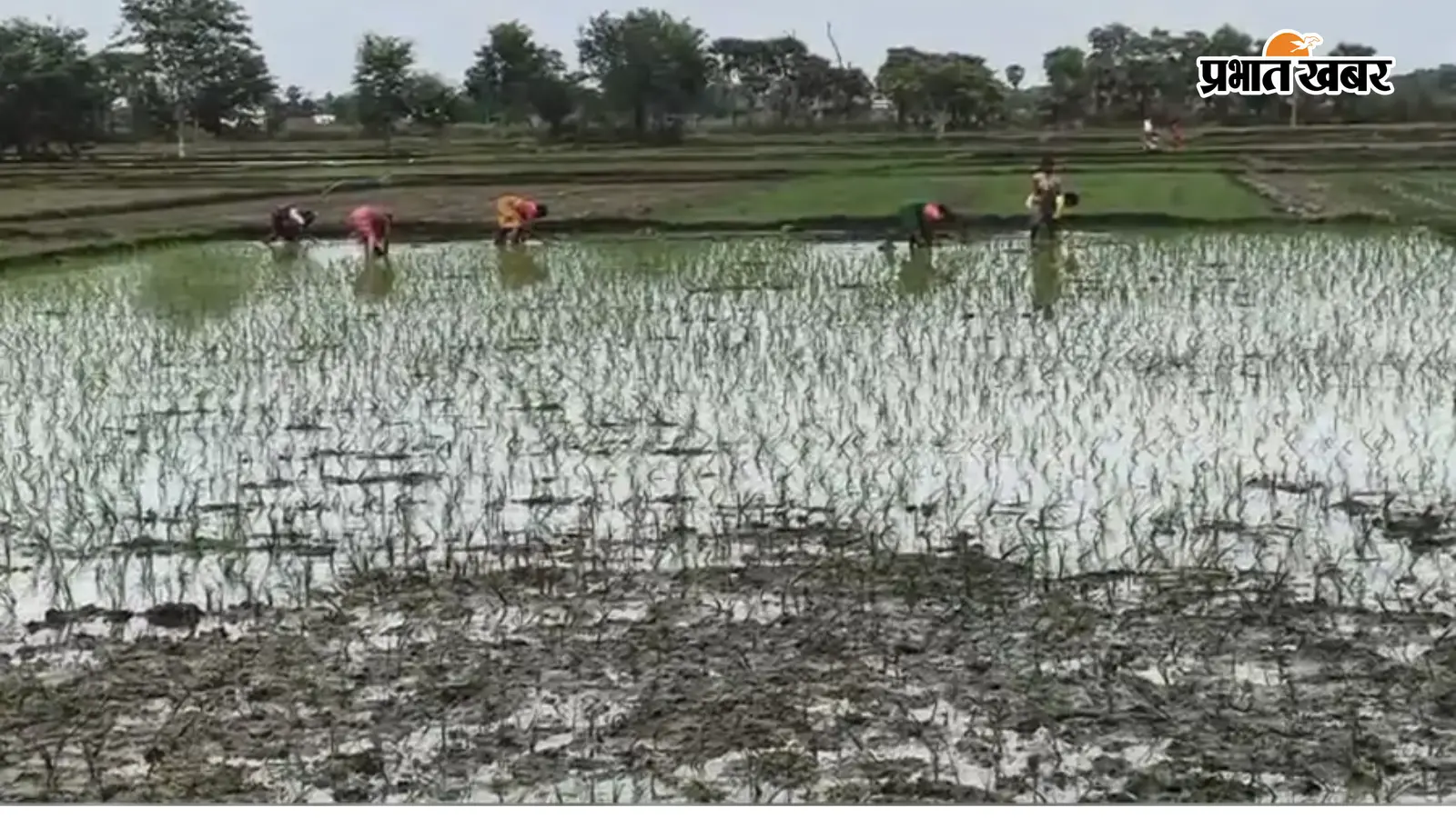 बारिश के बाद खेतों में धान की रोपनी कर रही महिलाएं बारिश के बाद खेतों में धान की रोपनी कर रही महिलाएं