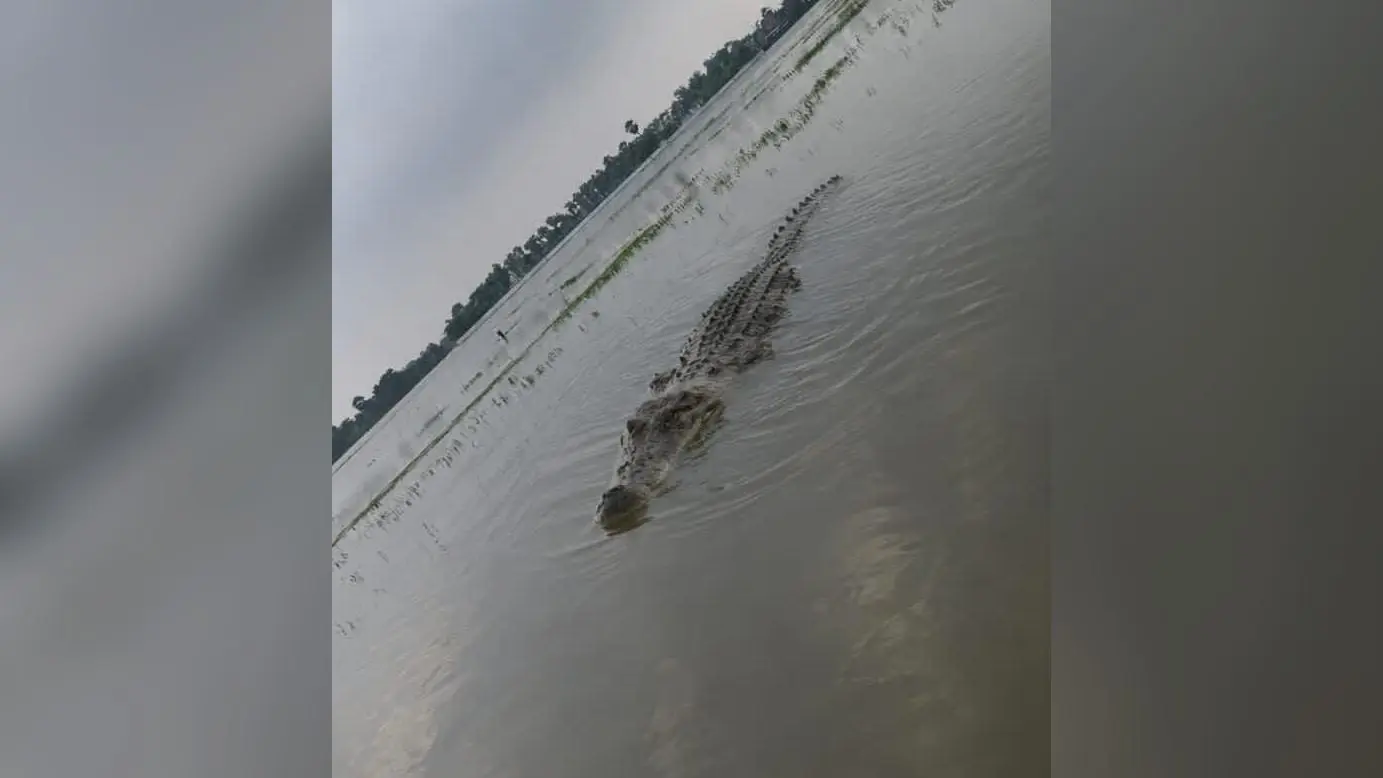 सोशल मीडिया पर वायरल मगरमच्छ की तस्वीर. | Prabhat Khabar Network सोशल मीडिया पर वायरल मगरमच्छ की तस्वीर. | Prabhat Khabar Network