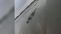 छौड़ादानो में बाढ़ के पानी में मगरमच्छ दिखने की चर्चा, वायरल फोटो की हो रही जांच