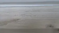 कोसी-गंगा के बढ़ते जलस्तर से बढ़ा बाढ़ का खतरा, फसल और पशुपालकों की चिंता बढ़ी