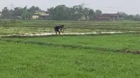 औरंगाबाद: MTU-7029 स्वर्णा धान की समय पर रोपाई जरूरी, देर होने पर घट सकती है पैदावार