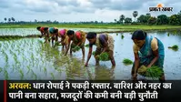 अरवल में धान रोपाई ने पकड़ी रफ्तार, बारिश और नहर का पानी बना सहारा, मजदूरों की कमी बनी बड़ी चुनौती