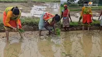 VIP कल्चर छोड़ तमाड़ के खेतों में पहुंचीं झारखंड की विधायक पूर्णिमा साहू, बारिश के बीच किया धान रोपण, वीडियो वायरल