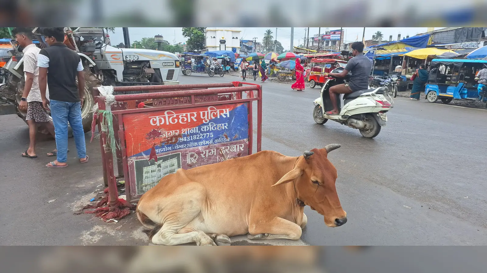 ट्रैफिक पुलिस के जगह गौ माता डियुटि पर | Prabhat Khabar Network ट्रैफिक पुलिस के जगह गौ माता डियुटि पर | Prabhat Khabar Network