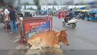 कुरसेला चौक पर ट्रैफिक पुलिस नदारद, मोड़ पर डटी 'गौ माता': NH-31 और SH-77 के संगम पर हादसों और जाम का खतरा