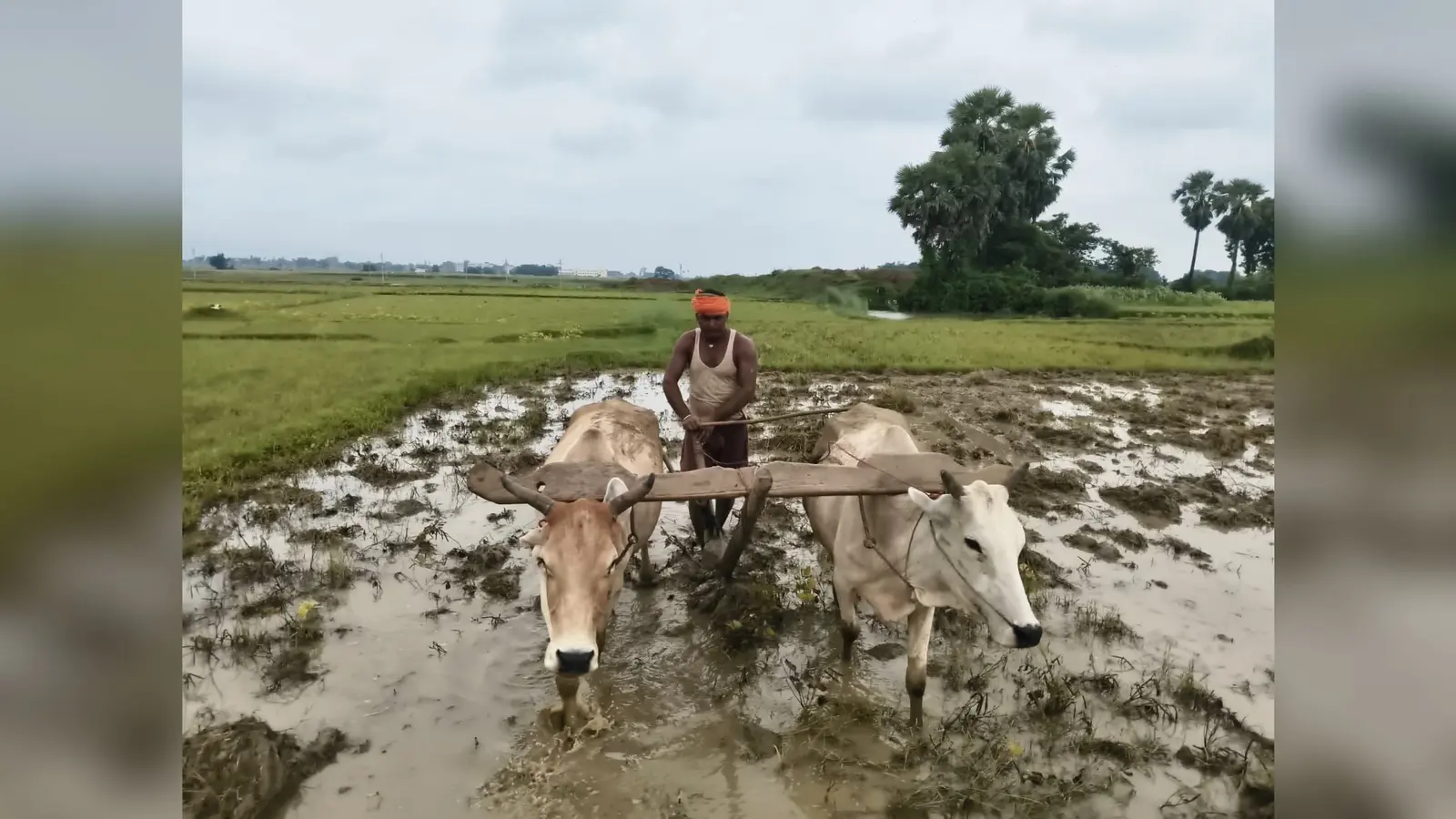 फोटो कैप्शन: हल-बैल से अपने खेतों की परंपरागत तरीके से जुताई-बुआई करते रतनपुर पंचायत के भौरा टांड़ के किसान | Prabhat Khabar Network फोटो कैप्शन: हल-बैल से अपने खेतों की परंपरागत तरीके से जुताई-बुआई करते रतनपुर पंचायत के भौरा टांड़ के किसान | Prabhat Khabar Network