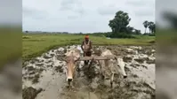 गिद्धौर में शुरू हुई धान रोपनी, अच्छी बारिश से खेतों में लौटी रौनक, किसानों को बेहतर पैदावार की उम्मीद