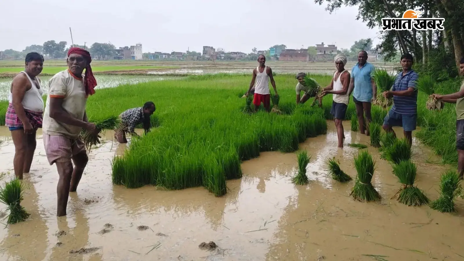 बीचडा कवाडते किसान बीचडा कवाडते किसान