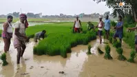 गया जी : गुरुआ में धान की रोपनी ने पकड़ी रफ्तार, बारिश के बाद रोपनी के लिए खेतों में उतरे किसान