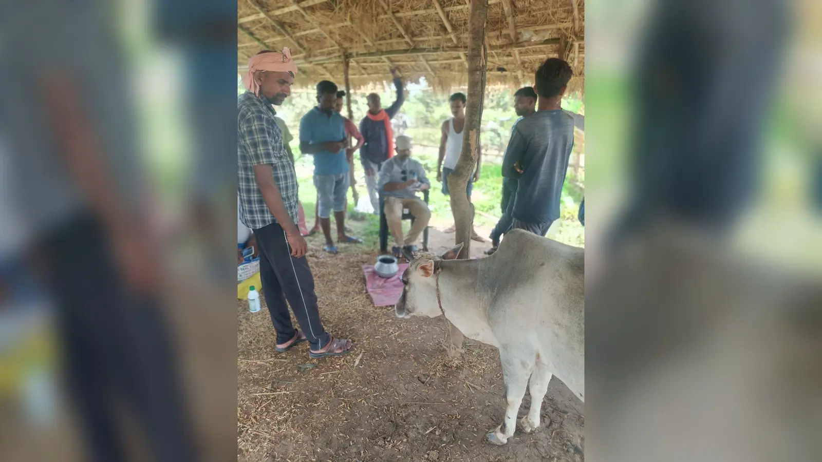 फोटो कैप्शन :बीमार गाय का इलाज करते पशु चिकित्सक और मौजूद ग्रामीण | Prabhat Khabar Network फोटो कैप्शन :बीमार गाय का इलाज करते पशु चिकित्सक और मौजूद ग्रामीण | Prabhat Khabar Network