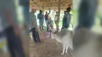 बौंसी में सुबह चारा खाते ही एक-एक कर बीमार पड़ने लगीं दर्जनों गायें, नाद में जहरीला पदार्थ मिलाने की आशंका