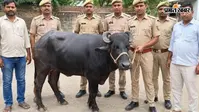 लखनऊ में भाजपा नेता की चोरी हुई भैंस बरामद, महज 48 घंटे में ही पुलिस ने कर दिया खुलासा, शातिर चोर  गिरफ्तार