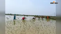 डुमरांव में धान रोपनी ने पकड़ी रफ्तार, 25 प्रतिशत क्षेत्र में पूरा हुआ रोपाई कार्य