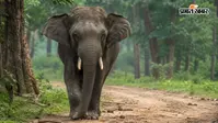 जगन्नाथपुर के बुढाकमान गांव में जंगली हाथी ने ग्रामीण की ले ली जान, गांव में दहशत