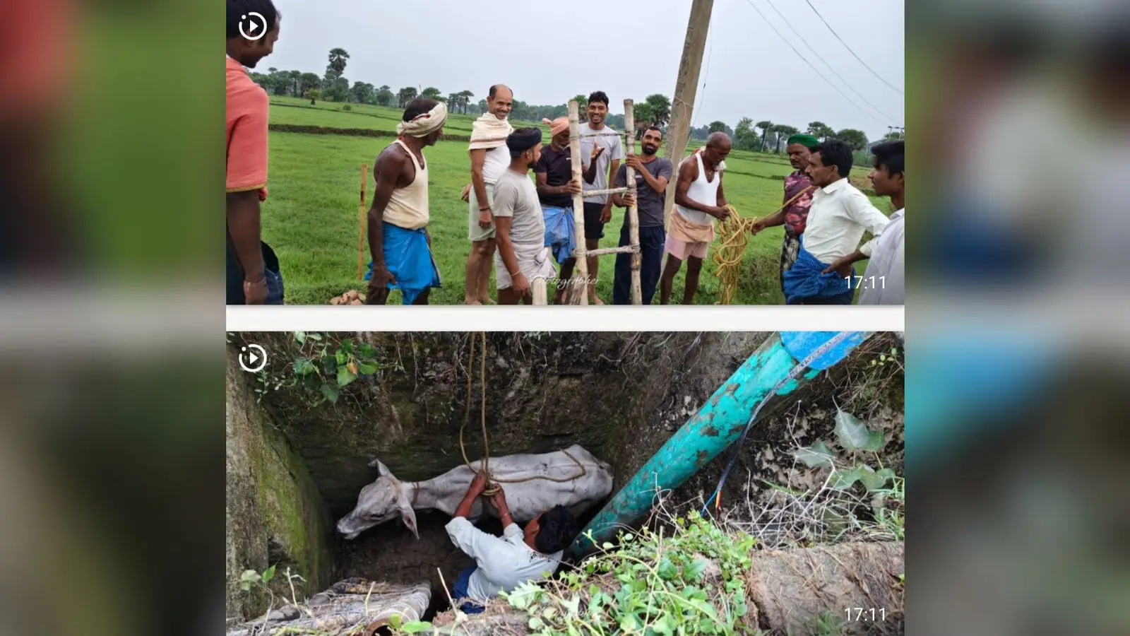गाय को निकालने का प्रयास करते ग्रामीण | Prabhat Khabar Network गाय को निकालने का प्रयास करते ग्रामीण | Prabhat Khabar Network